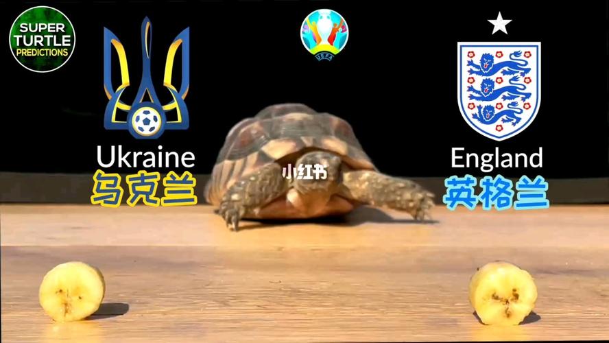 预测欧洲杯冠军的乌龟（专家预测欧洲杯冠军）